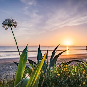 Printed Roller Blind